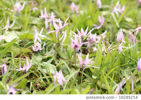 Katakuri flowers 10289154