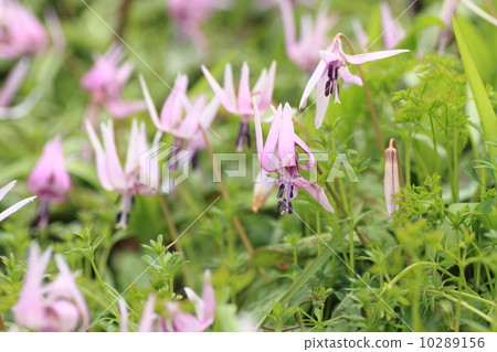 Katakuri flowers Katakuri flowers 10289156