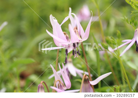 Katakuri flowers 10289157