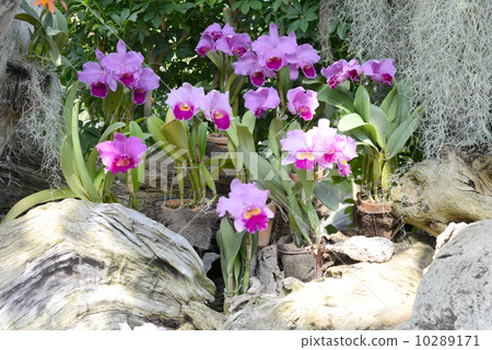 Cattleya 10289171