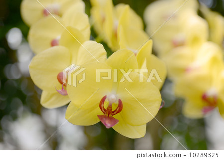 Yellow Phalaenopsis orchid 10289325