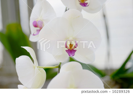 Moth orchids 10289326