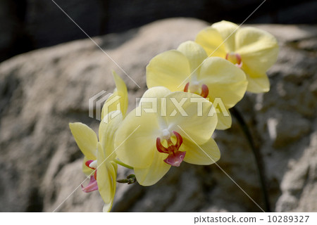黃色蘭花植物蘭花 10289327