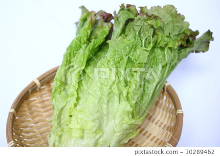 lettuce	 10289462