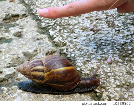 African maimai African maimai 10289502