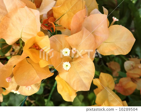 Bougainvillea 10289504