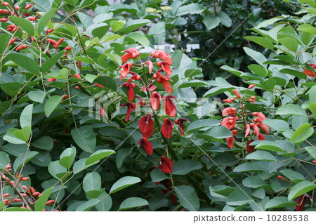 American Daego Japanese name is Marine red bean (Kaikuzu) 10289538