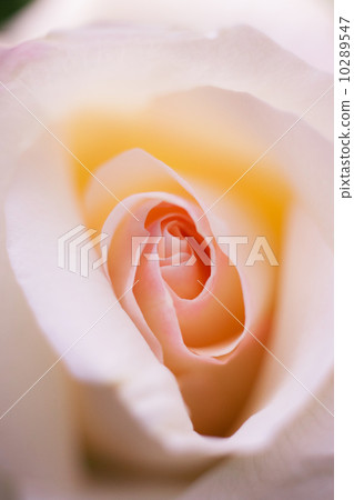 Roses Roses 10289547