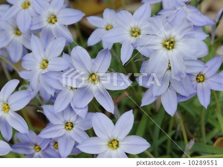 Ifain莉莉 10289551