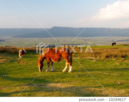 Horse Horse 10289627