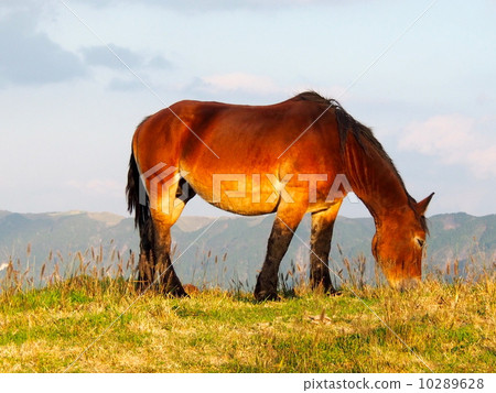 Horse Horse 10289628