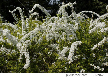 Rosaceae Rosaceae Rosaceae Rosaceae 10289629