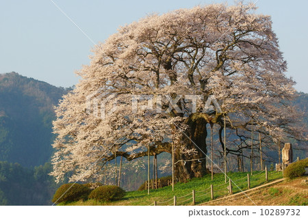 Daigo Sakura blooming on the hill Daigo Sakura blooming on the hill 10289732