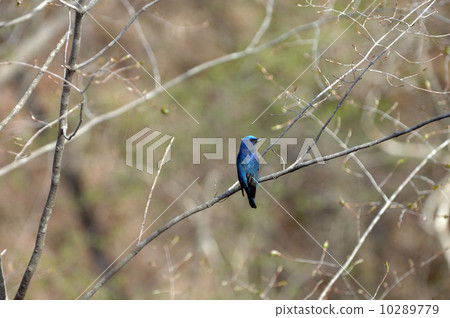 Oorli Oorli 10289779