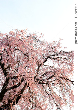 Dead brown cherry tree 10289984