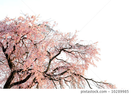 死棕色櫻桃樹 10289985