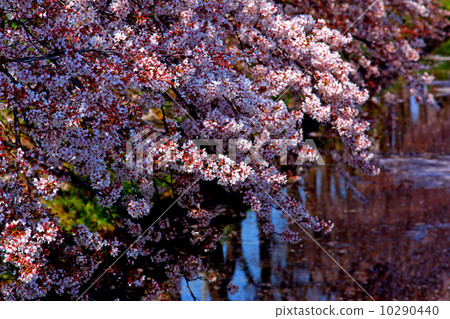 Cherry Blossom	 10290440