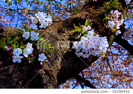 Cherry Blossom	 10290442