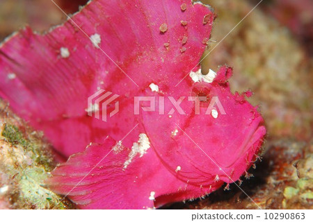 Hadaka Haokoze 10290863