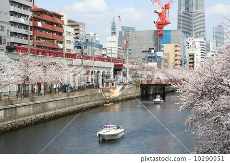 橫濱市小岡町日之出町大岡川櫻 10290951