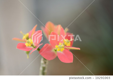 Euphorpia · Punikera 10291003