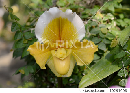 兜蘭 兜蘭 10291008