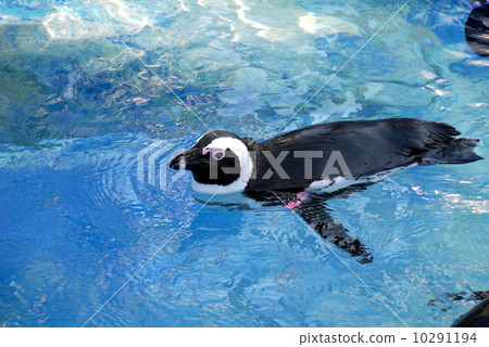 Penguin 10291194