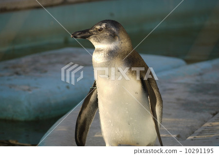 Penguin 10291195