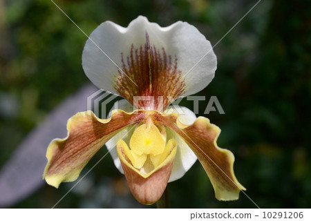 兜蘭 兜蘭 10291206