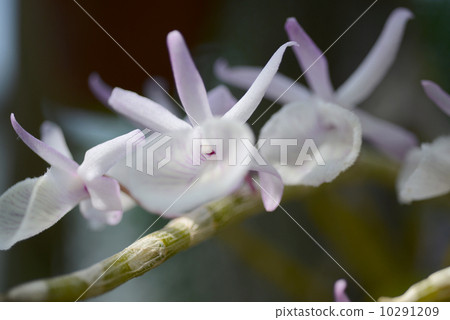 Dendrobium Primulinum 10291209
