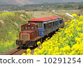 Rape flowers and truck trains 10291254
