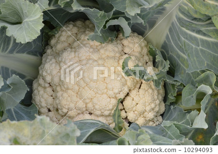 菜花 菜花 10294093