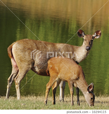 deer 10294115