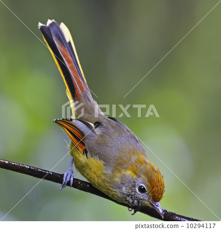 Chestnut-tailed Minla 10294117