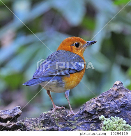 Orange-headed Thrush 10294119