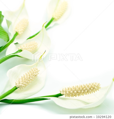 Spathiphyllum Spathiphyllum 10294120