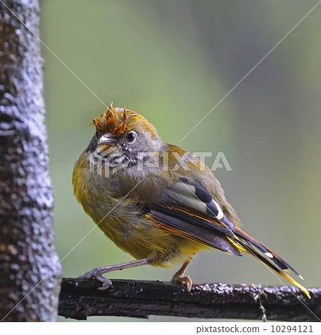Chestnut-tailed Minla 10294121