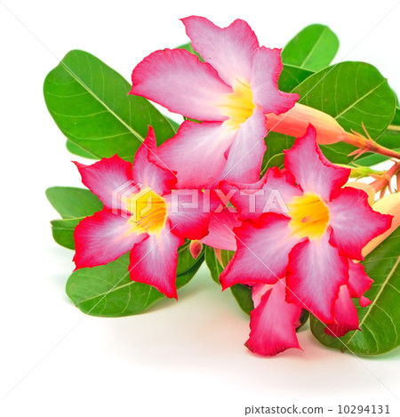 Impala Lily 10294131