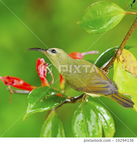 female Black-throated Sunbird female Black-throated Sunbird 10294136