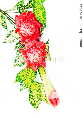 Torch Ginger 10294153