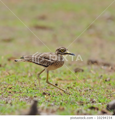Indian Thick-knee 10294154