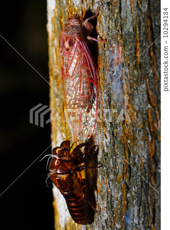 cicada 10294184
