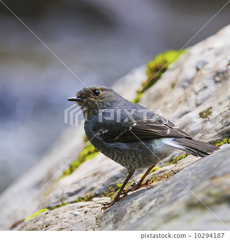 female Plumbeous Redstart 10294187
