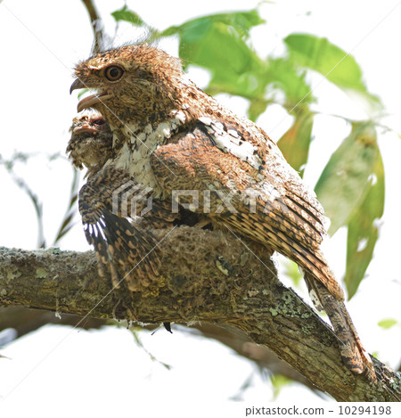 Hodgson Frogmouth bird Hodgson Frogmouth bird 10294198