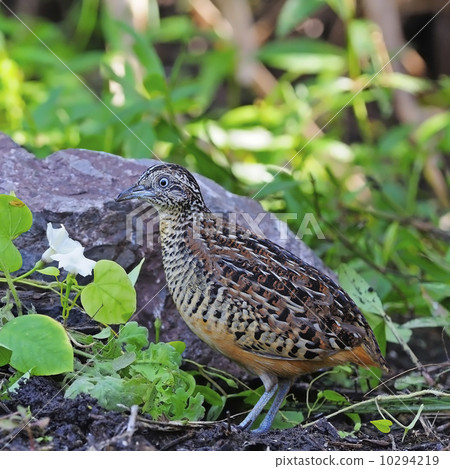 male Barred Buttonquail 10294219