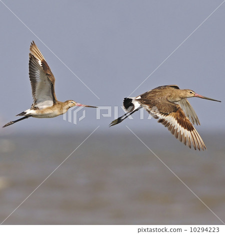 Eastern Black-tailed Godwit 10294223