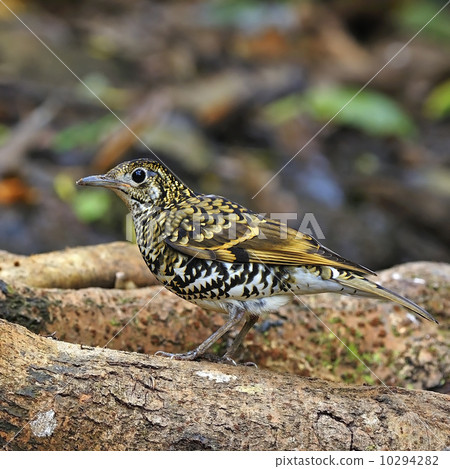 Scaly Thrush 10294282
