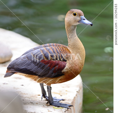Lesser Whistling-Duck Lesser Whistling-Duck 10294283