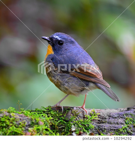 male Snowy-browed Flycatcher 10294292