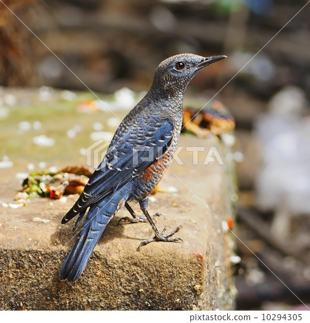 Blue Rock-Thrush 10294305